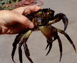 picture of invasive European green crab