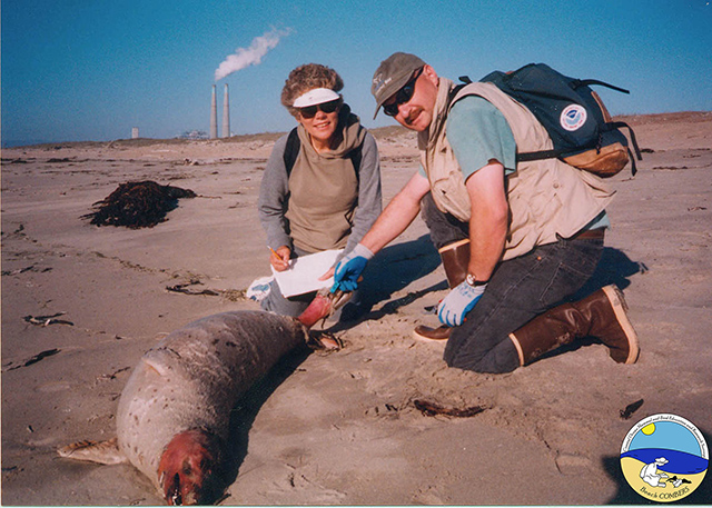 volunteers examining a dead harbor seal during a survey