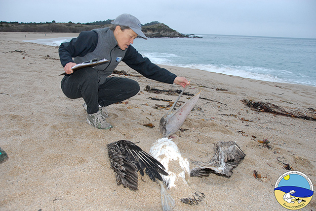 volunteer examining a dead Brown Pelican during a survey