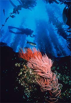 diver in kelp bed