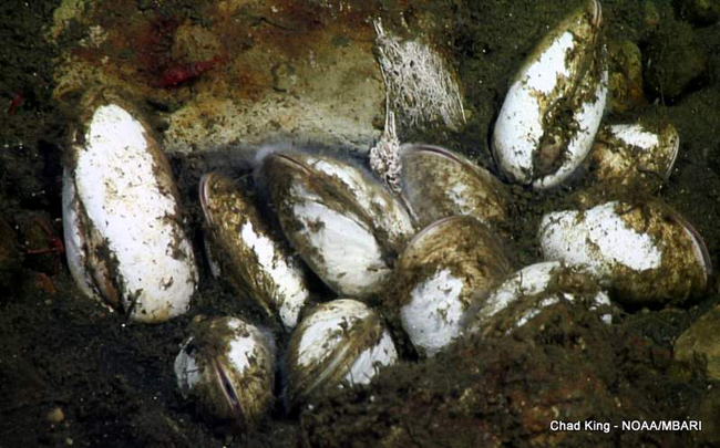 picture of Vesicomyid clams half-buried within a cold seep on Sur Ridge