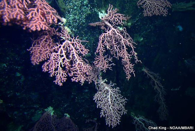 picture of deep-sea coral at Sur Ridge