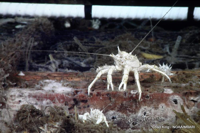 picture of A galtheid crab sits on top of a corn bale, 10,500 feet deep