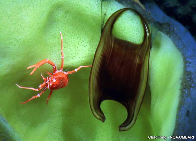 picture of a squat lobster and skate egg case inside a Picasso sponge
