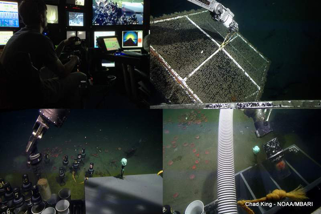 compilation of ROV Doc Ricketts