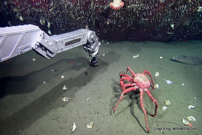 picture of robotic arm on ROV Doc Ricketts with flatfish and crab in background