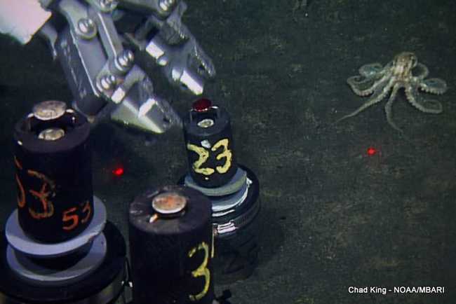 picture of ROV arm taking core samples overseen by octopus