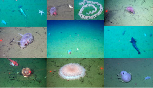 Deep seafloor species found further away from the lost container