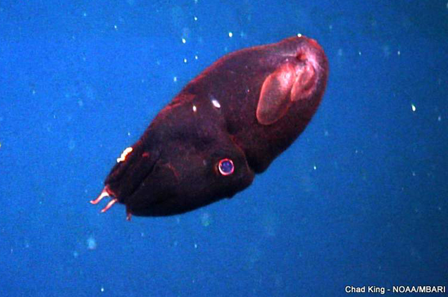 picture of a juvenile vampire squid )Vampyroteuthis infernalis) just a few meters above Sur Ridge.