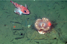 thornyhead rockfish and anemone