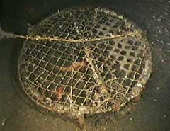 abandoned crab trap