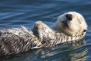 sea otter on its back