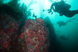 picture of rocky reef in MBNMS