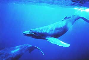 Humpback Whales underwater