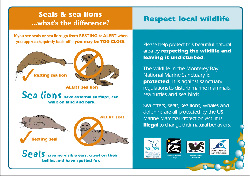 seal wildlife card