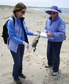 Chris Miller and Sharon McGuire working on the beach