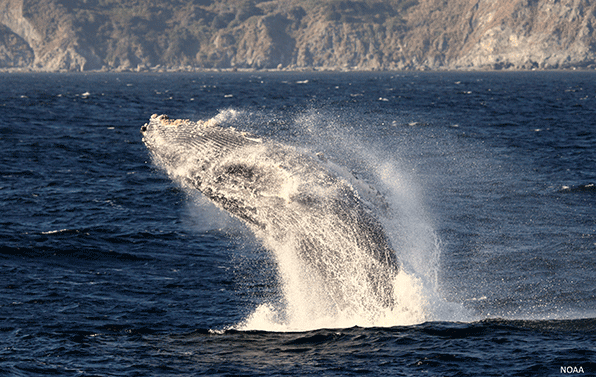 image of a humpback whale breaching