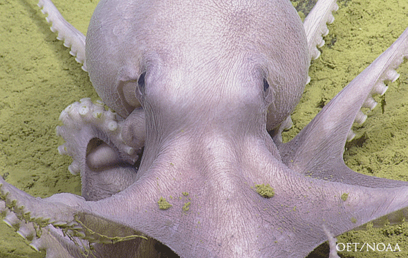 image of Deep-sea octopus along the seafloor near Davidson Seamount