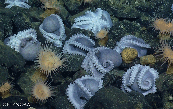 image of Deep-sea octopuses discovered near Davidson Seamount at 3300 meters below