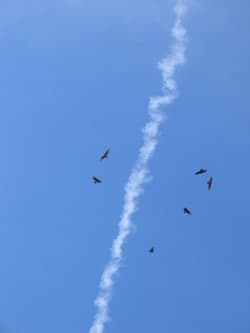 migrating hawks