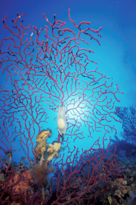 pic of coral in Isola Egadi MPA