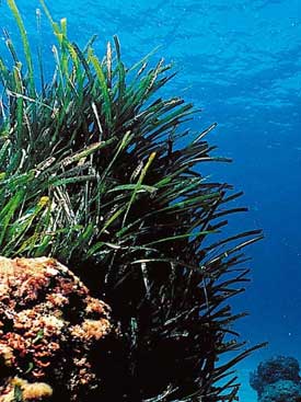 marine plant Posidonia