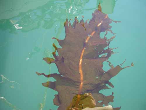 picture of invasive undaria kelp