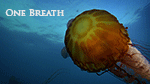 image of one breath video