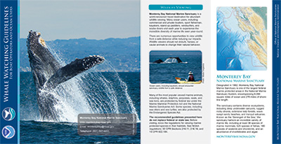 image of the PDF version of the MBNMS Whale Watching Guidelines