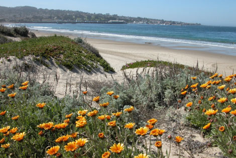 pic of Monterey beach