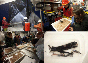 composite image of activities and research aboard the NOAA Ship Bell M. Shimada