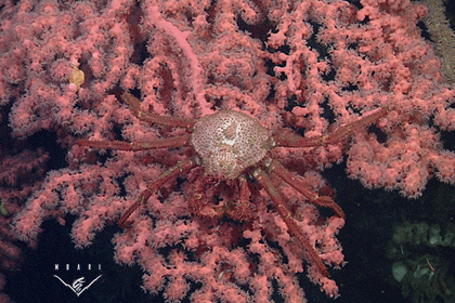 image of deep-sea crab atop a bubblegum coral