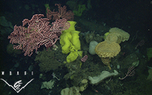 image of corals and sponges attached to Sur Ridge’s rocky surface