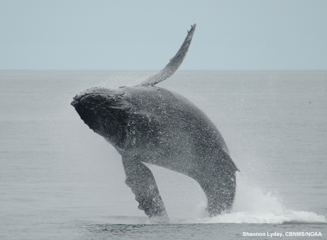 picture of a humpback whale breaching in the Cordell Bank National Marine Sanctuary