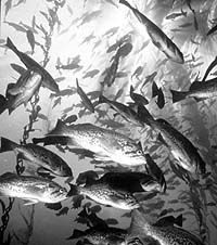 photo fish in kelp forest