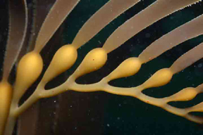  kelp close-up