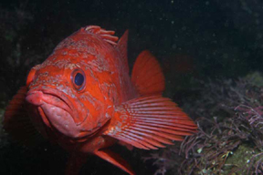 vermillion rockfish