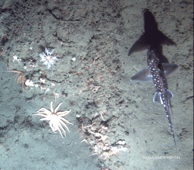 image of Spotted ratfish on sediment covered rock with brittle stars and other invertebrates