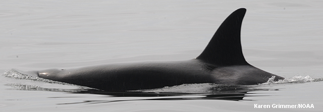 picture of orca dorsal fin