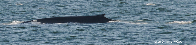 picture of a blue whale dorsal fin