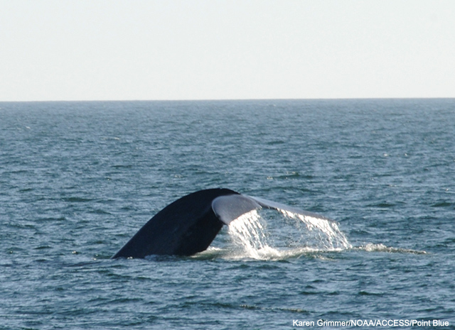 picture of a whale tail