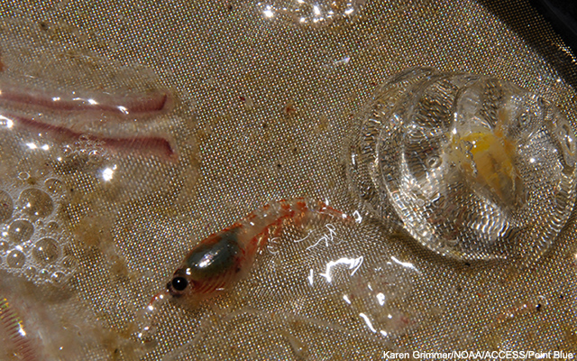 picture of a salp, krill (euphausiid), worms