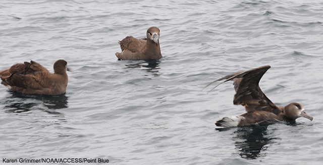 picture of 3 black footed albatross