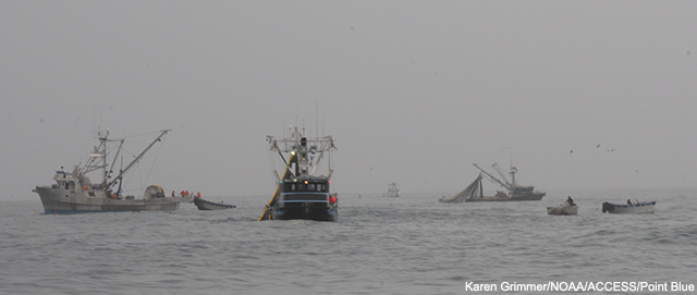 picture of purse seiners busy fishing for squid