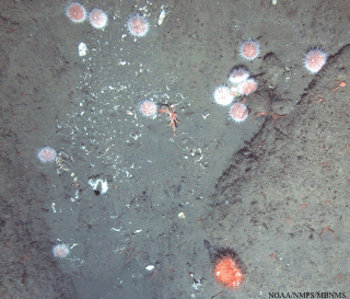 image of pink sea urchins
