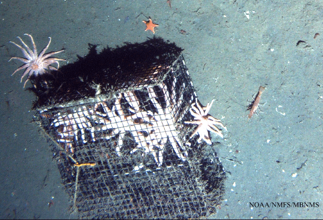 image of spot prawn trap with spot prawn sitting on soft bottom