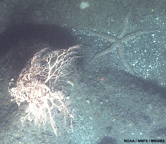 image of a basket star and seastar