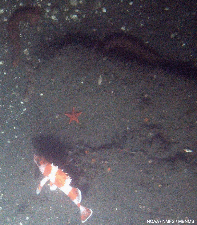 image of a large flag rockfish
