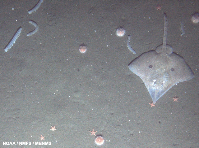 image of Longnose skate, pink urchins and white cucumbers (sp. pannychia)