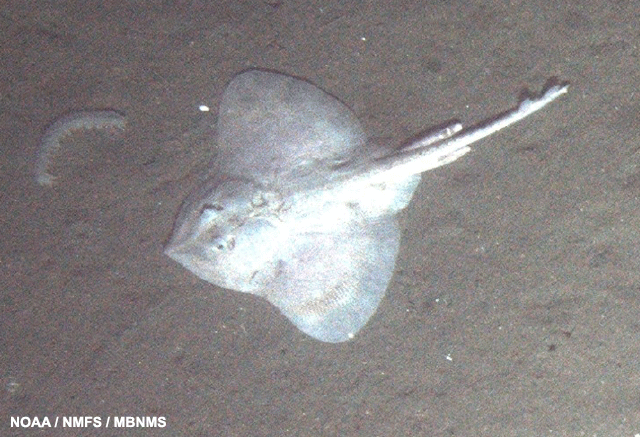 image of Roughnose skate and white cucumbers (sp. pannychia)